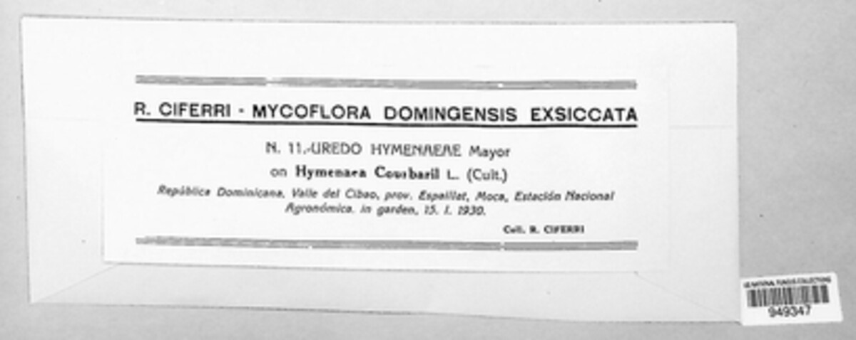 Uredo hymenaeae image
